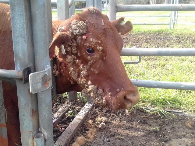 bovine cutaneous papillomatosis