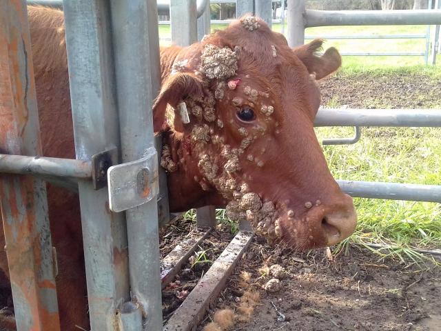 cow with warts