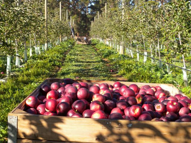 A harvested box of apples in an orchard