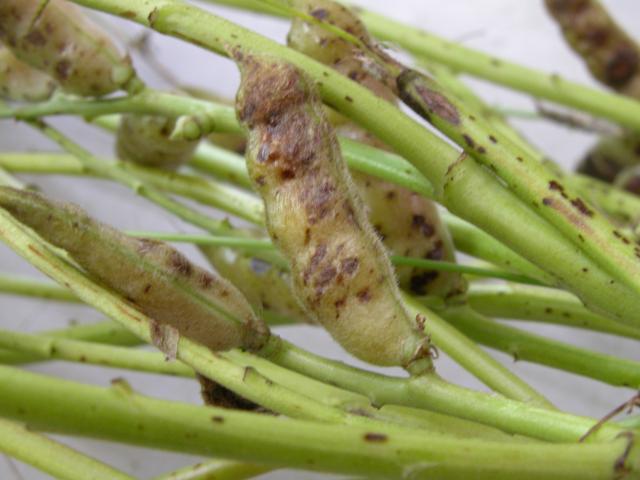Brown spot infected pods and stems