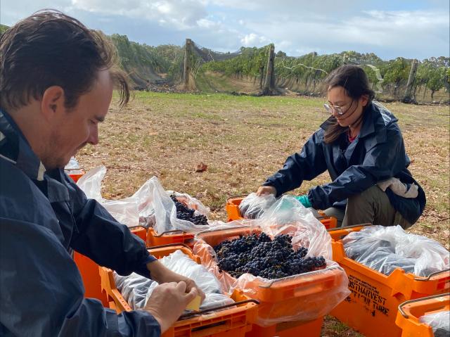 Richard Fennessy and Yu-Yi Liao harvesting Cabernet Sauvignon clones and selections at trial site in Margaret River. Richard Fennessy and Yu-Yi Liao harvesting Cabernet Sauvignon clones and selections at trial site in Margaret River.