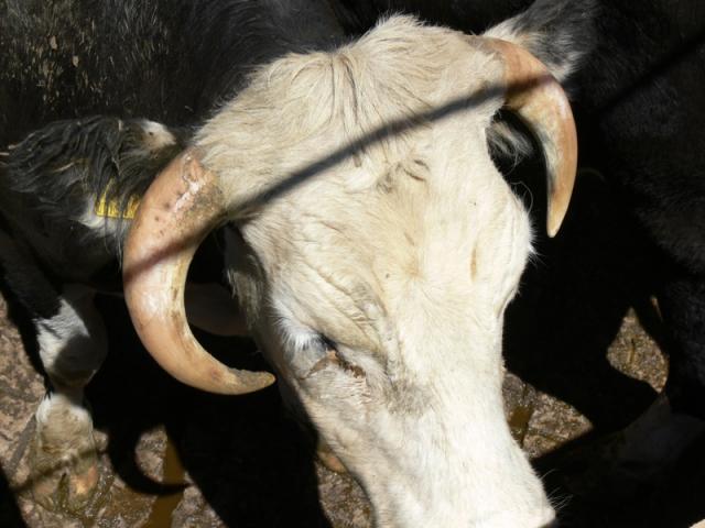 A cow with ingrowing horns A cow with ingrowing horns