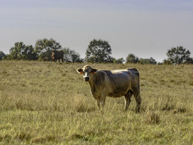A steer in a paddock