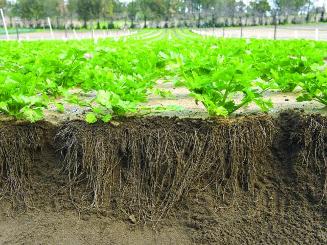 In the rapid growth phase — about 43 days after transplanting — placing banded fertiliser in the space between pairs of rows is an efficient way to achieve root uptake
