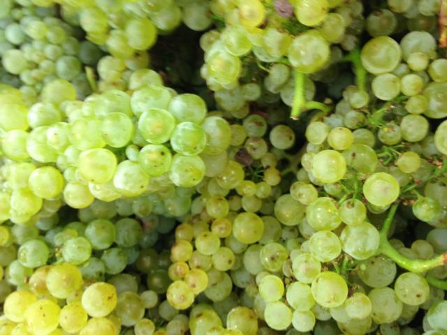 Chardonnay grapes