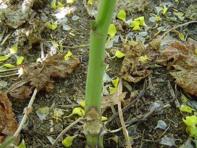 early stages of development of sclerotinia stem rot