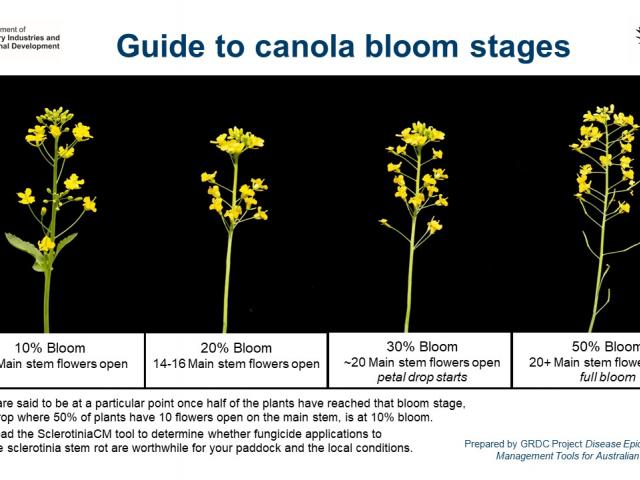 Guide to canola bloom stages