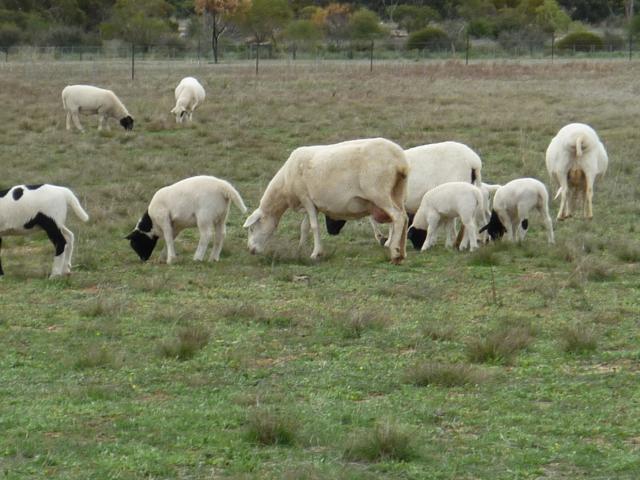 Dorper ewes and lambs at Roy Butler’s Merredin property.