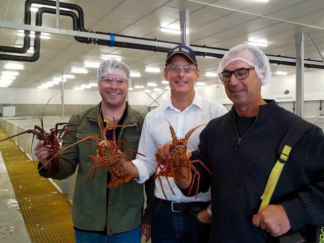 Study tour participants hold live lobsters at the Geraldton Fishermen’s Cooperative facility Study tour participants hold live lobsters at the Geraldton Fishermen’s Cooperative facility