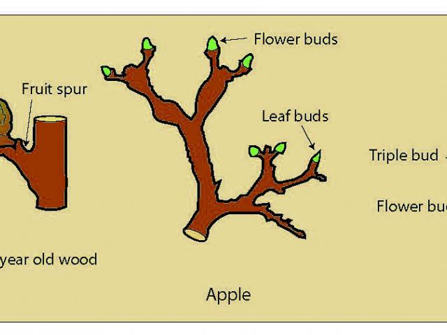 Hand drawing showing apricot, apple and peach fruiting wood showing the position of flower and leaf buds and fruit spurs.