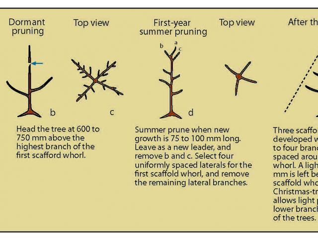 Hand drawing showing pruning through the year.