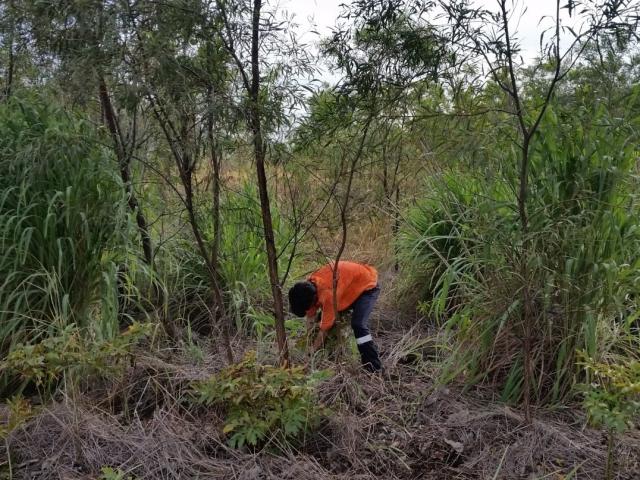 A staff member pulling out Gamba Grass