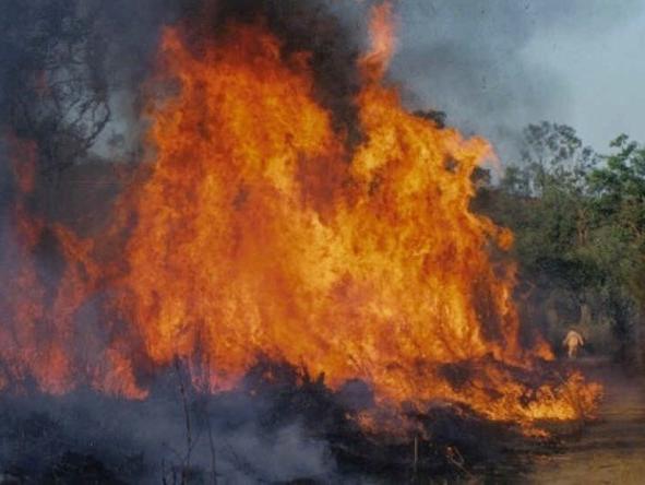 A gamba grass fire A gamba grass fire