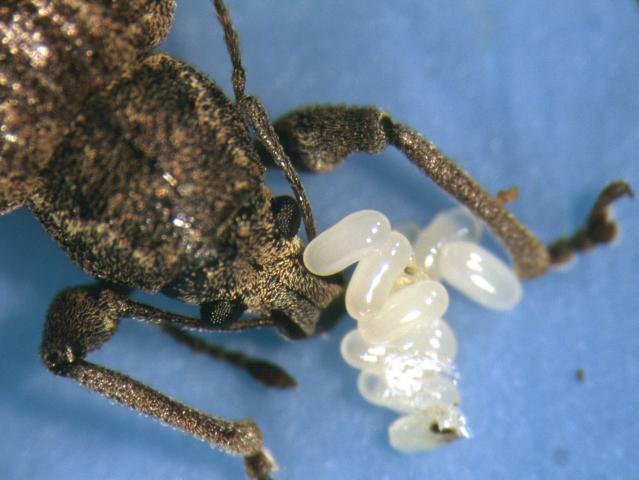 Garden weevil eggs next to the head of a garden weevil adult