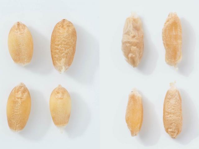 Unfrosted to frosted grain comparision