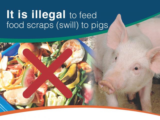 It is illegal to feed swill to pigs Graphic reads "It is illegal to feed food scraps swill to pigs" with a picture of a pig and a red X through bucket of food scraps
