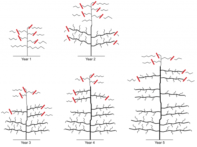 Recommended pruning methods to train jujube trees from the first year of planting