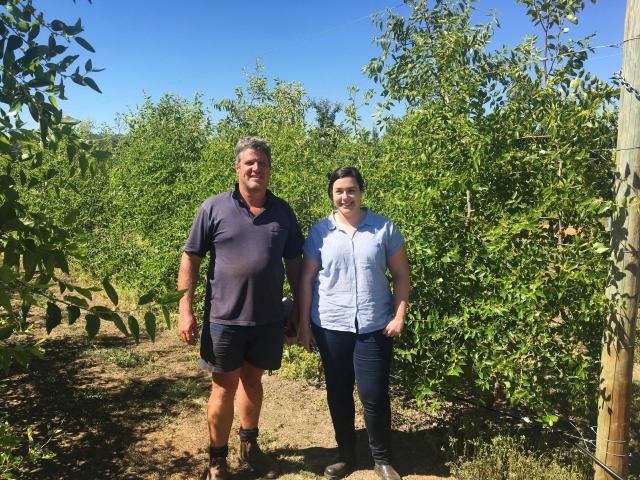 Department of Agriculture and Food (DAFWA) development officer Rachelle Johnstone with Manjimup jujube grower Travis Luzny in his orchard. Department of Agriculture and Food (DAFWA) development officer Rachelle Johnstone with Manjimup jujube grower Travis Luzny in his orchard.