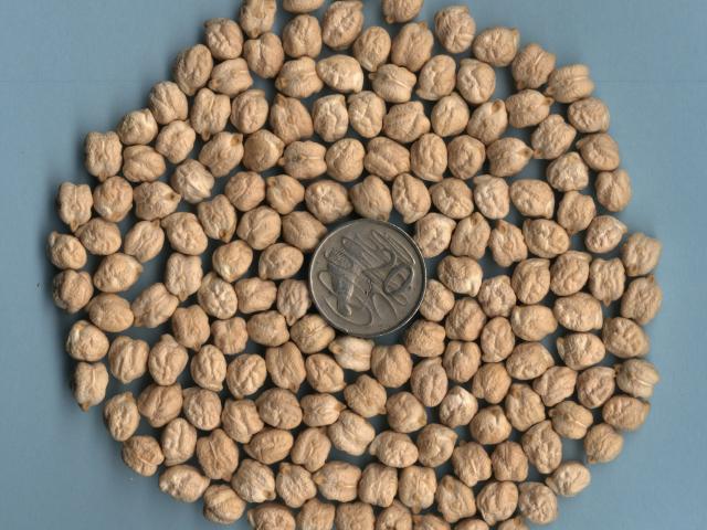 Photograph of about 300 seeds of Kabuli chickpea that are arranged flat on a table to form a large circle surrounding a 20 cent coin. About 3.5 seeds equal the diameter of the coin. Seeds are light beige, cream coloured.