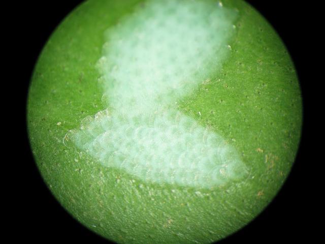 Light brown eggs are laid in masses of individual eggs in an overlapping pattern