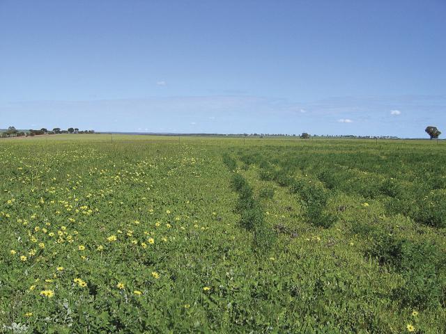 Lucerne persists on a limed profile (on the right) in Konnongorring but not on the unlimed profile (left)
