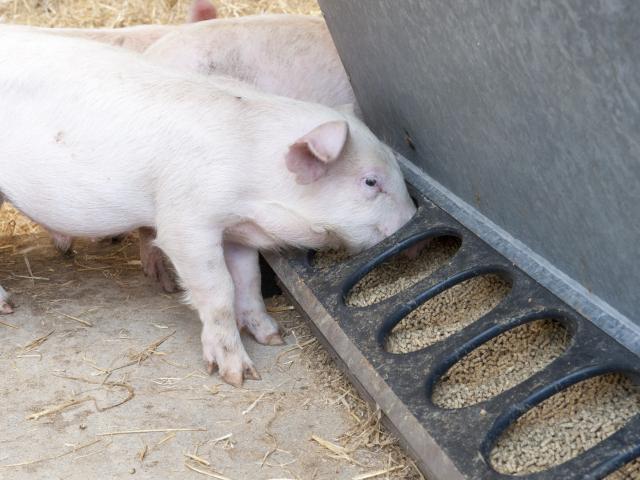 Pigs feeding on pellets Pigs feeding on pellets