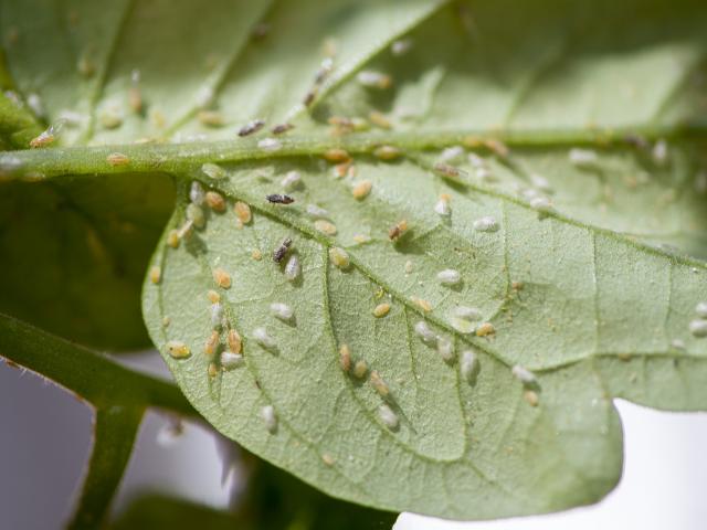 Psyllid under leaf Psyllid under leaf