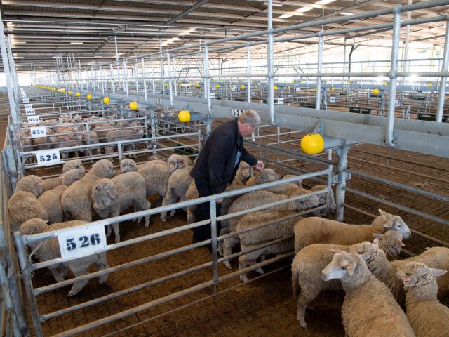 LCU inspector at sheep saleyard LCU inspector at saleyard monitoring sheep