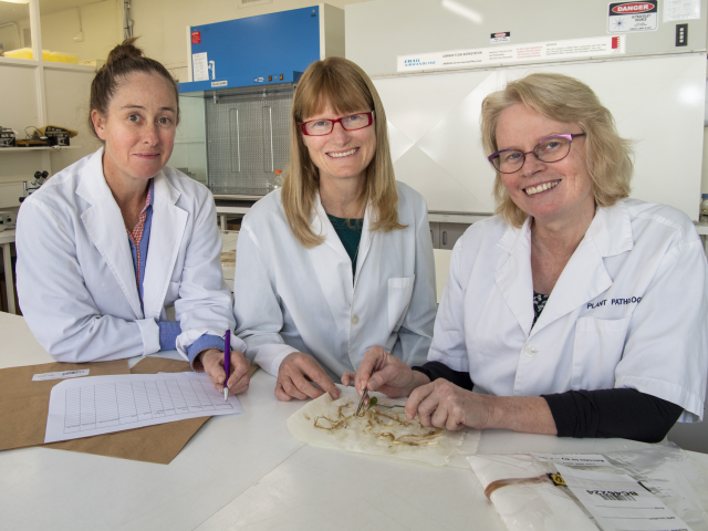 DPIRD staff look over a lupin plant sample Three women wearing lab coats look at lupin plant sample