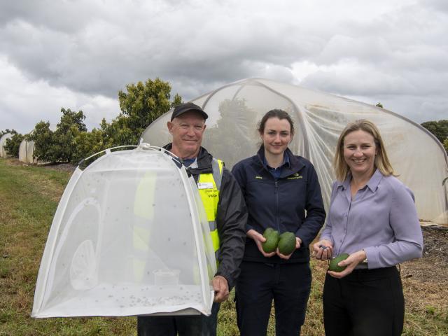 Pollination project launch at Jasper Farms Three people standing in an avocado farm field. They are holding avocados and blueberries in their hands.