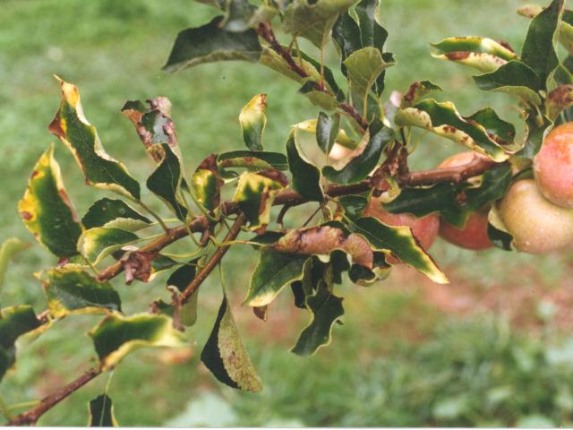 Magnesium deficiency symptoms on apple leaves