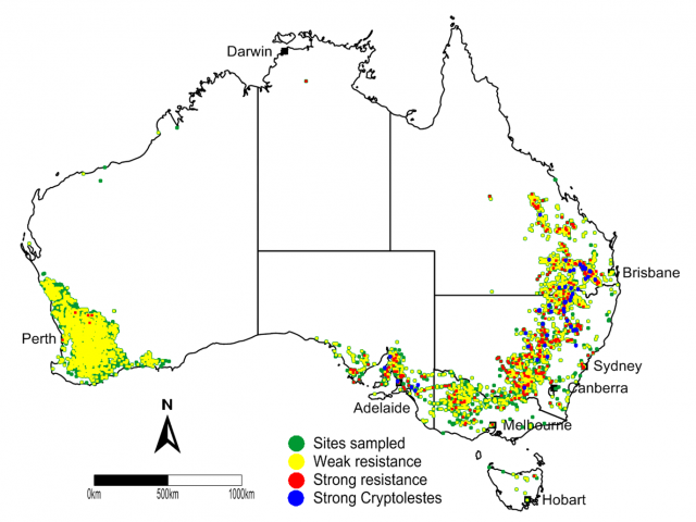 Phosphine resistance map 1986-2014