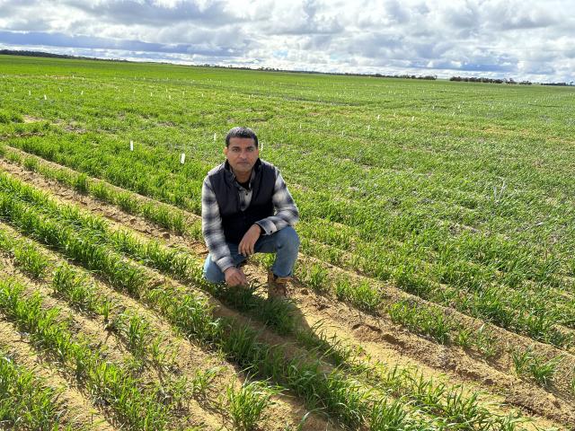 DPIRD Research Scientist Dr Muhammad Javid