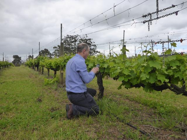 Using the app in a vineyard