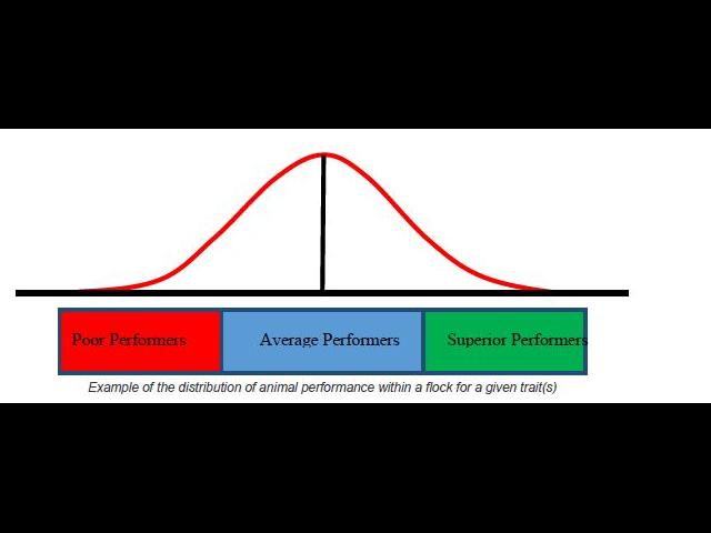 Animal performance distribution for a given trait