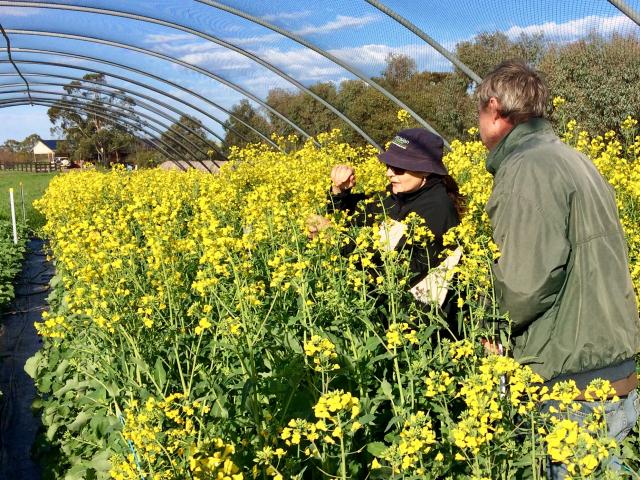 Andrea Hills (DPIRD) and Steve Marcroft (Marcroft Grains Pathology) scoring blackleg in a trial. Photo by Ciara Beard Andrea Hills (DPIRD) and Steve Marcroft (Marcroft Grains Pathology) scoring blackleg in a trial. Photo by Ciara Beard