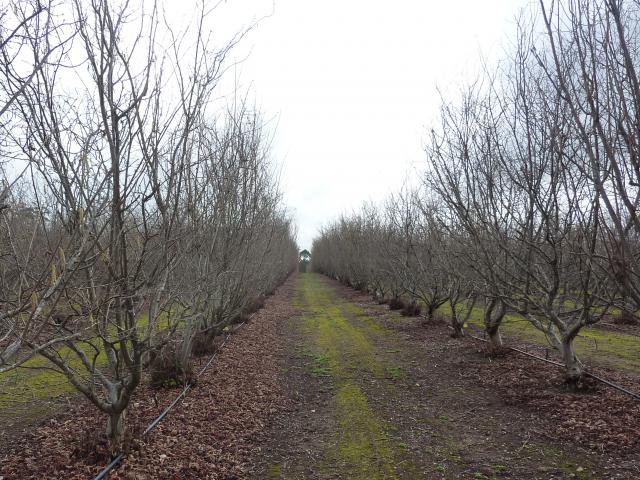 Two rows of pruned hazelnut trees in a truffle orchard