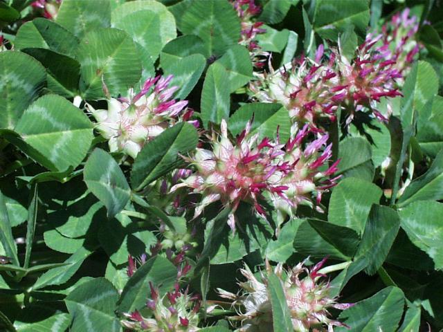 Bartolo flowers