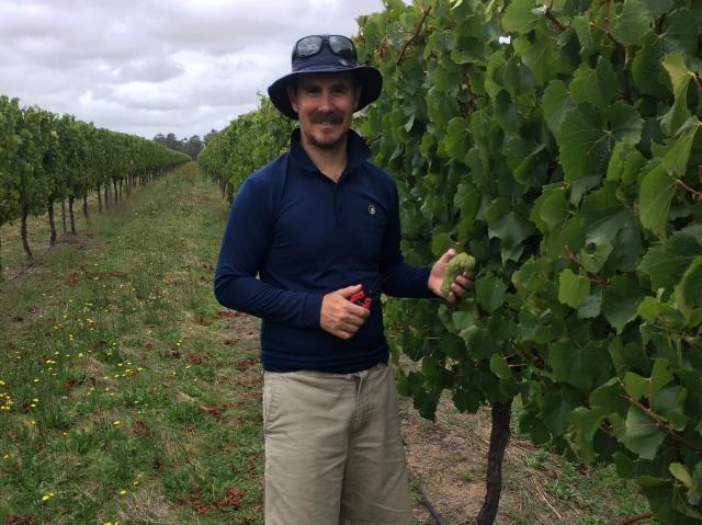 DPIRD Research Scientist Richard Fennessy picking Riesling at a Great Southern vineyard.