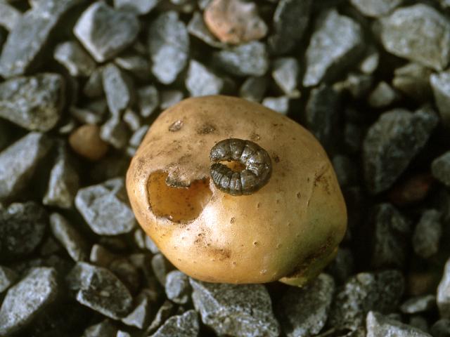 Black cutworm larva and damage to a potato tuber