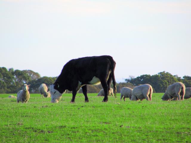 Livestock grazing pasture