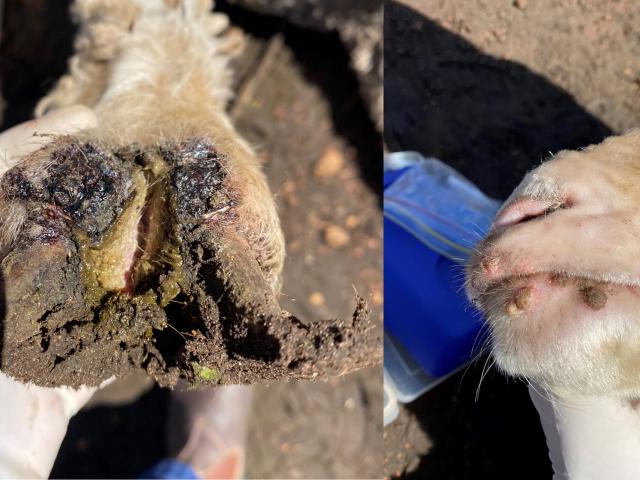 Bacterial infection between toes and scabby mouth lesions Bacterial infection between toes and scabby mouth lesions