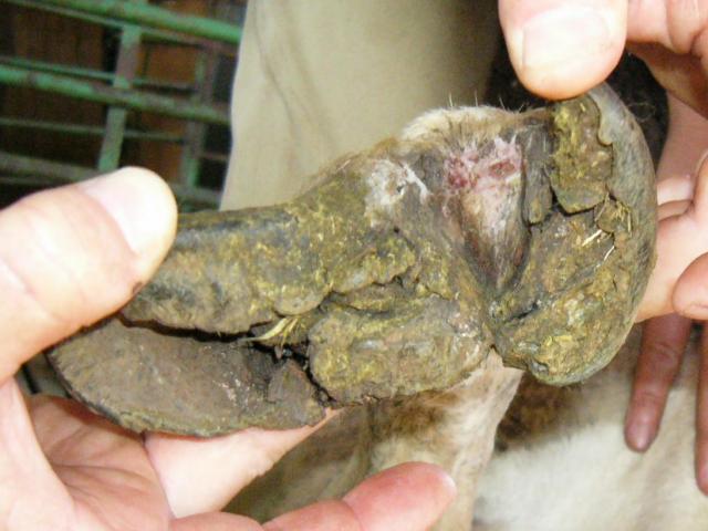 Score 4 = under-running and more severe tissue damage reaching the outer edge of the sole