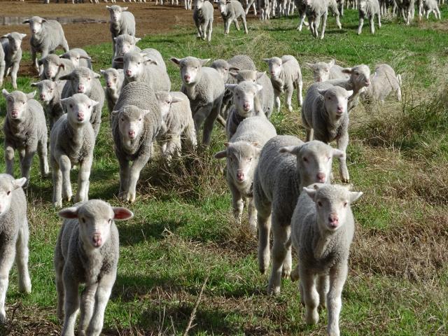 lambs running in a paddock