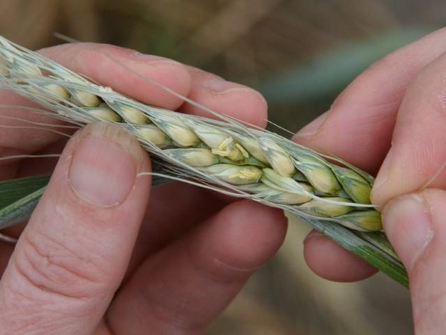 Open the floret to check for floret sterility