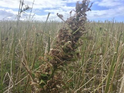 Picture of hemp stubbles remaining after seed harvest