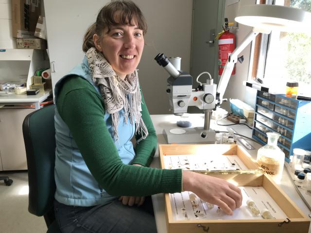 DPIRD research scientist Alison Mathews inspecting a truffle pest collection using a microscope