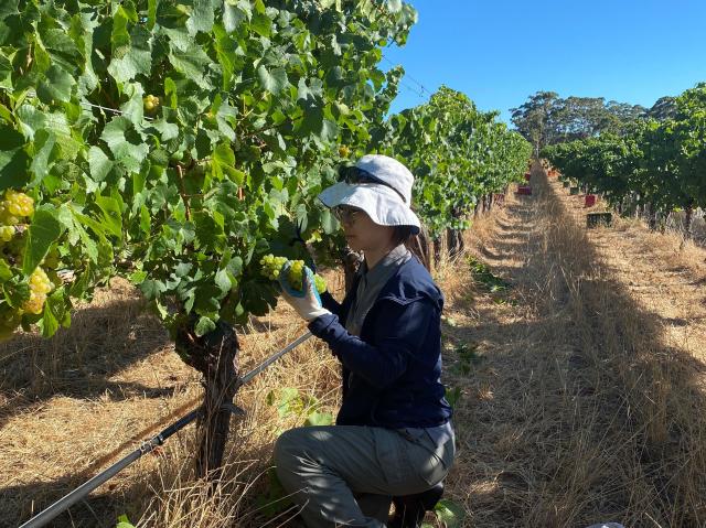 Yu-Yi Liao picking Chardonnay in Margaret River.