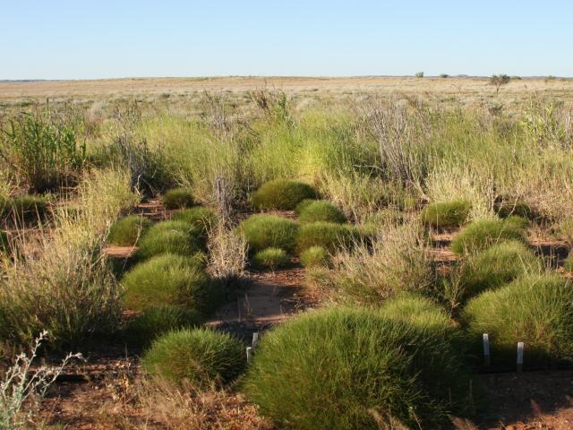 WW Grass FN 2 May 2017 IMG_6302.JPG