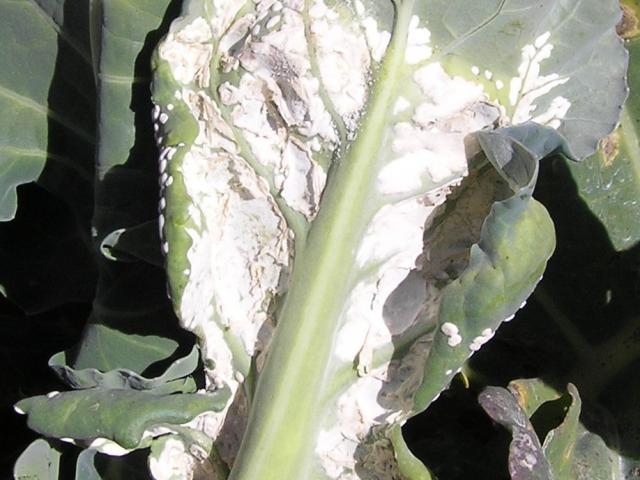 białe zarodniki grzyba Albugo candida, pokrywające spodnią część liścia brokułu